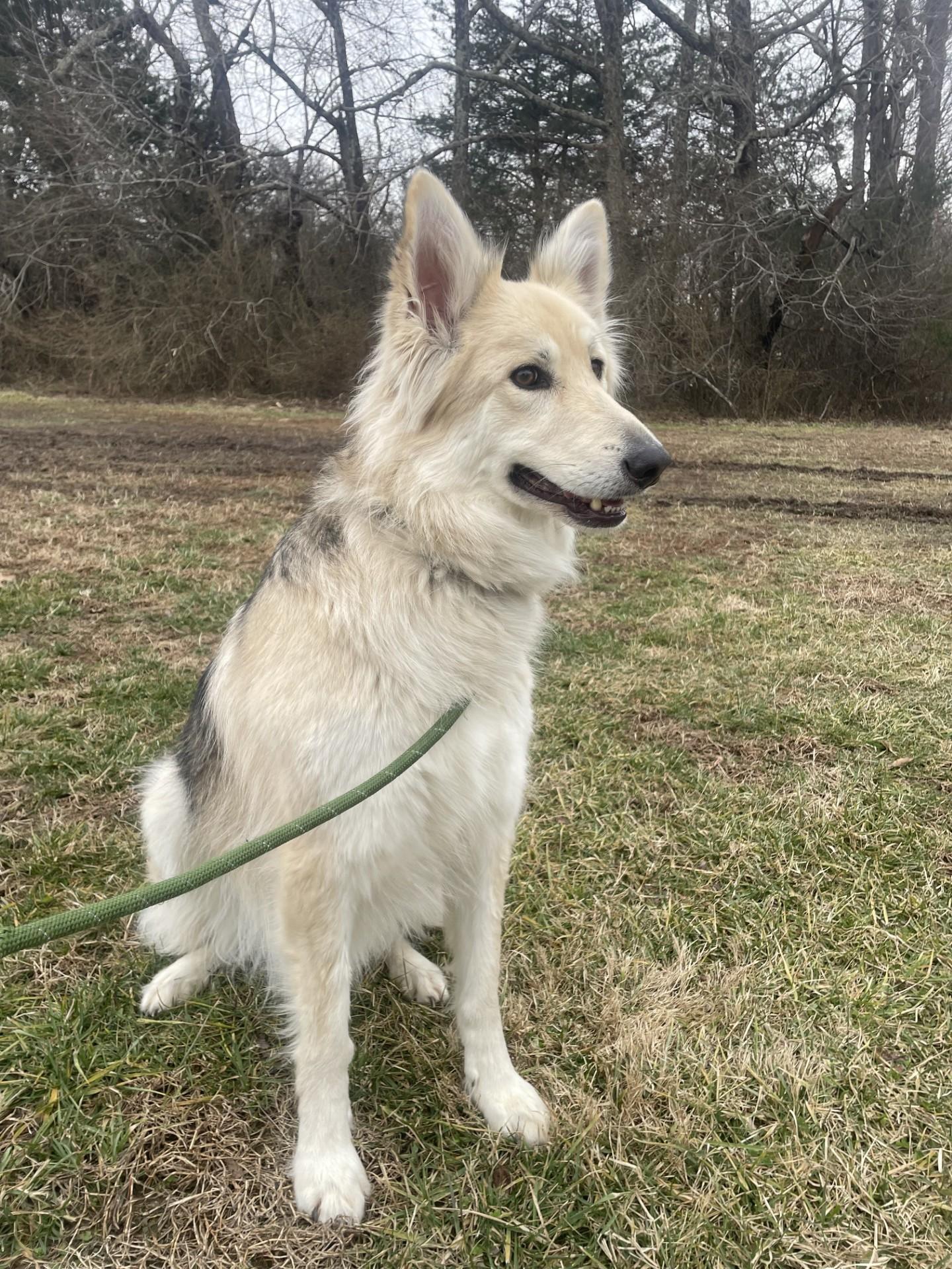 Reba, ADOPTABLE, Young Female German Shepherd Dog.