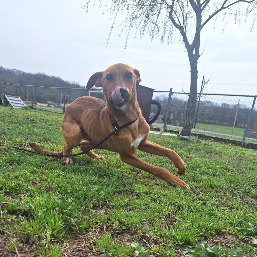 Enlarge Grocery, a ADOPTABLE Mixed Breed in Cape Girardeau, MO image 3/3