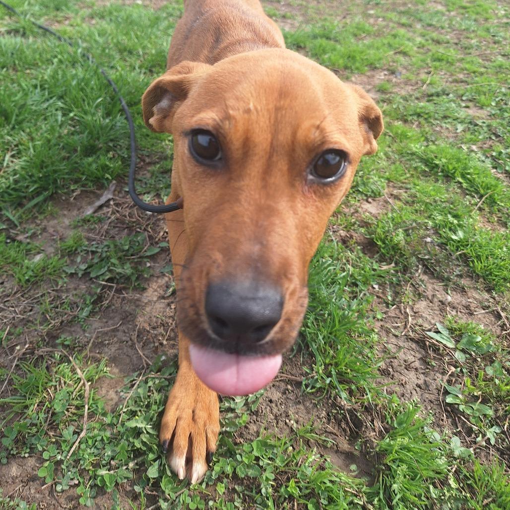 Enlarge Grocery, a ADOPTABLE Mixed Breed in Cape Girardeau, MO image 2/3