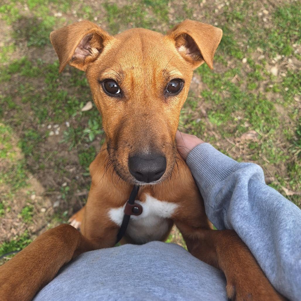 Enlarge Grocery, a ADOPTABLE Mixed Breed in Cape Girardeau, MO image 1/3