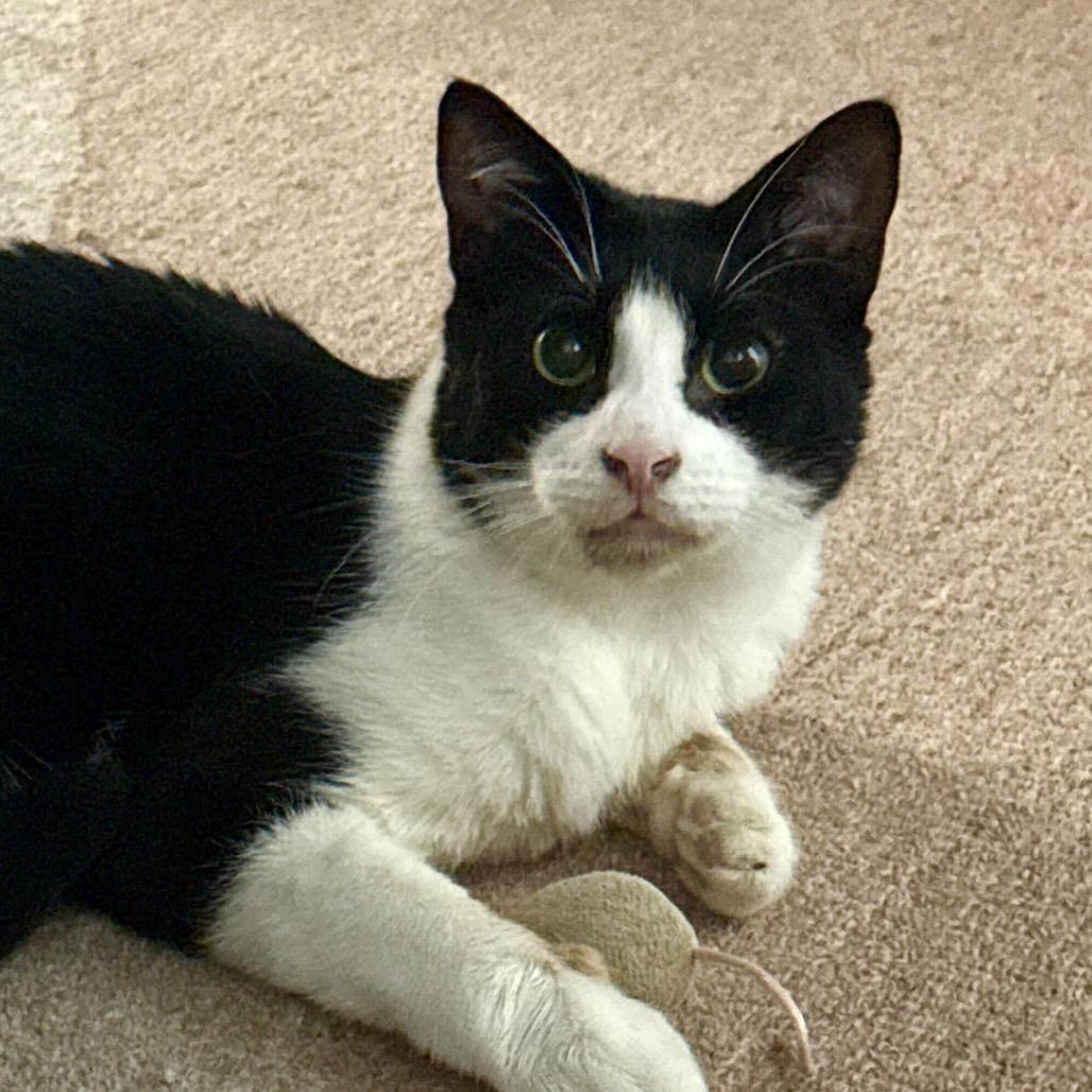 Enlarge Opus (Opie), a Adoptable Domestic Short Hair in Belleville, IL image 1/5