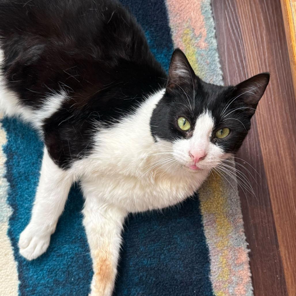 Enlarge Opus (Opie), a Adoptable Domestic Short Hair in Belleville, IL image 2/5