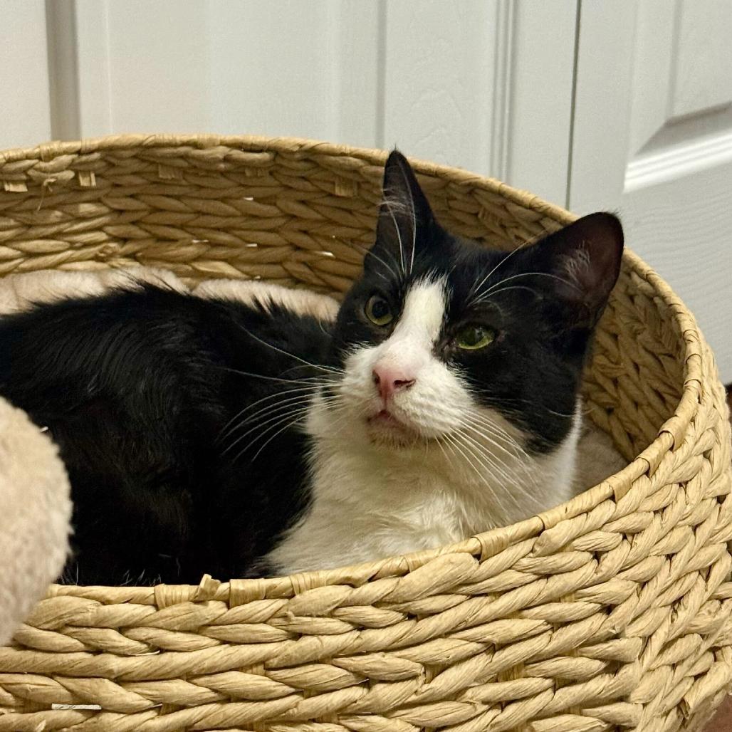 Enlarge Opus (Opie), a Adoptable Domestic Short Hair in Belleville, IL image 4/5