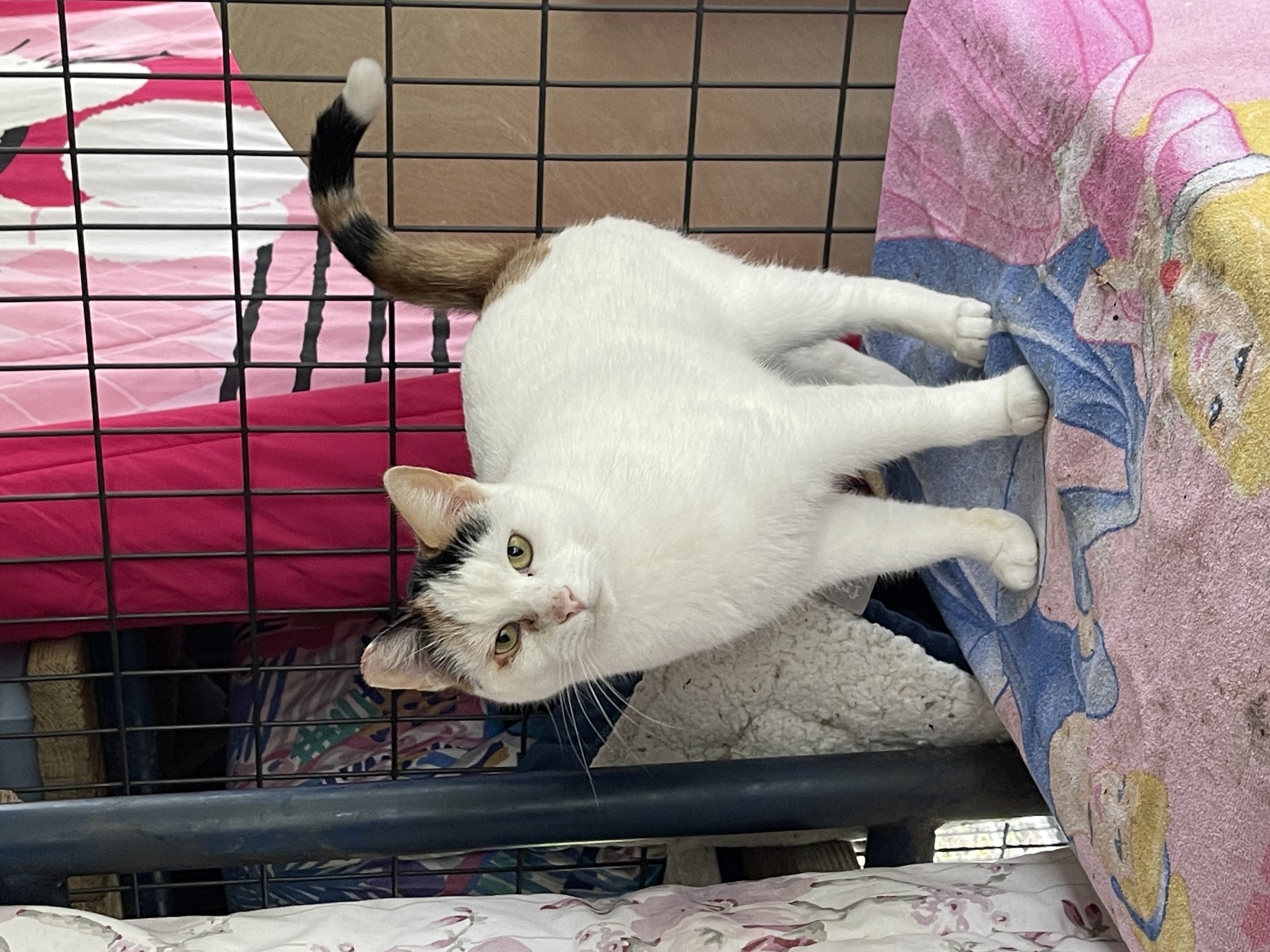 Enlarge April, a Adoptable Calico in Vacaville, CA image 2/3