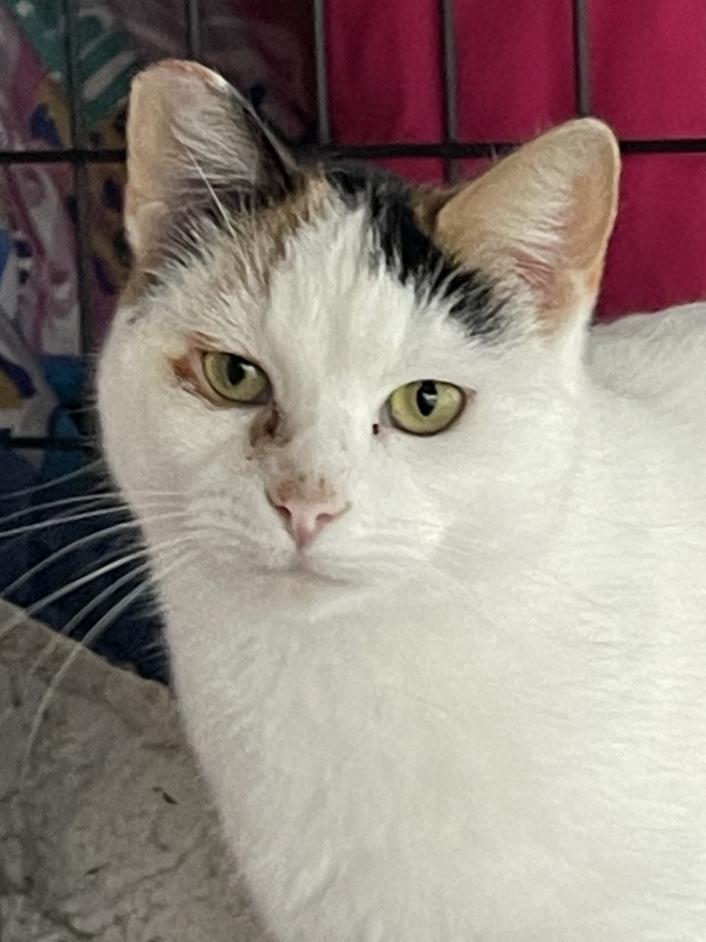 April, Adoptable, Adult Female Calico.