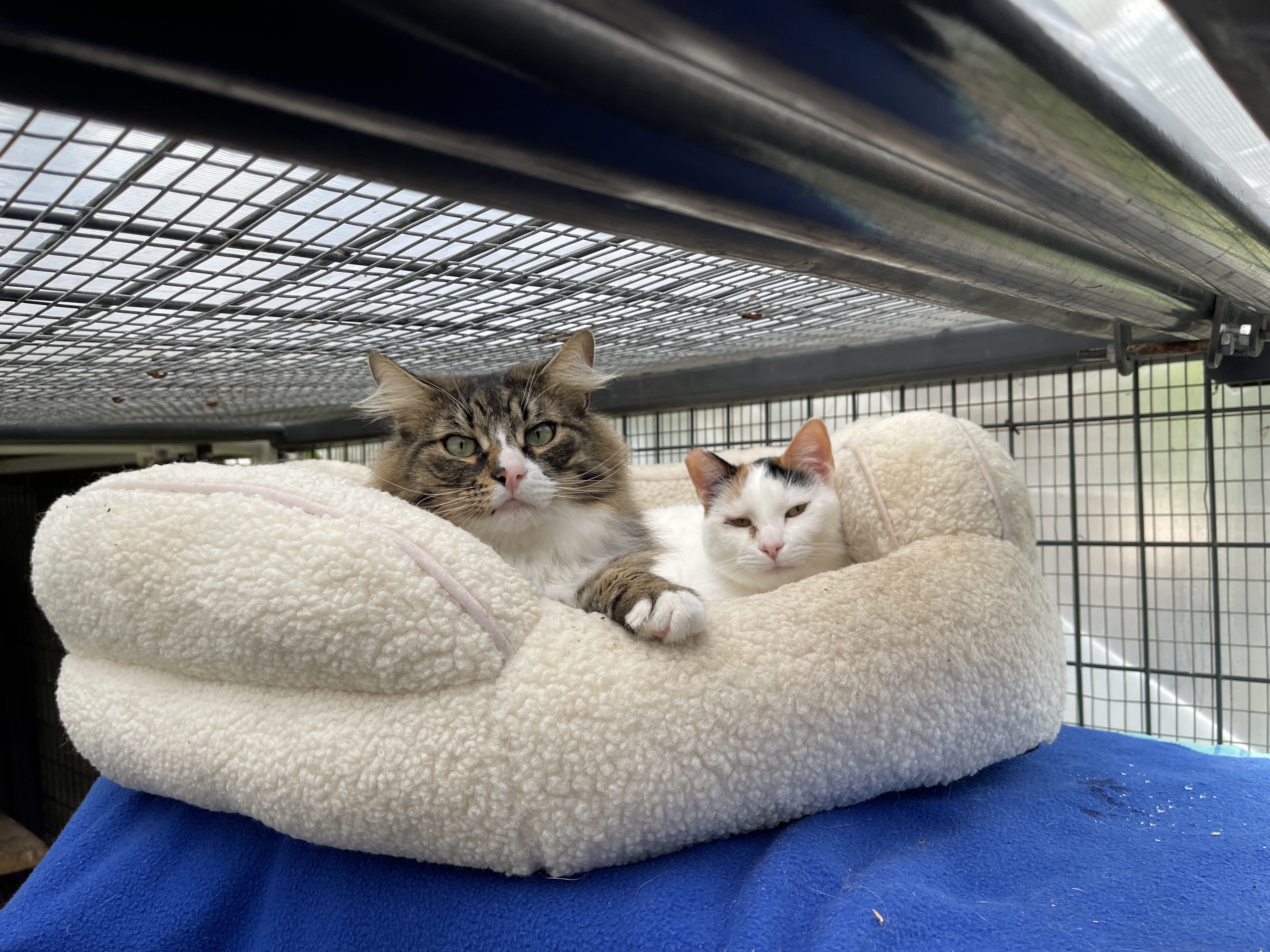 Enlarge April, a Adoptable Calico in Vacaville, CA image 3/3