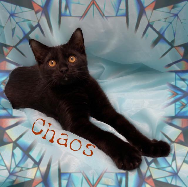 Enlarge Mayhem & Chaos, a ADOPTABLE Domestic Short Hair in Charlotte, NC image 3/4