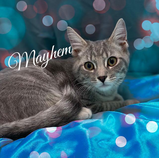 Enlarge Mayhem & Chaos, a ADOPTABLE Domestic Short Hair in Charlotte, NC image 2/4