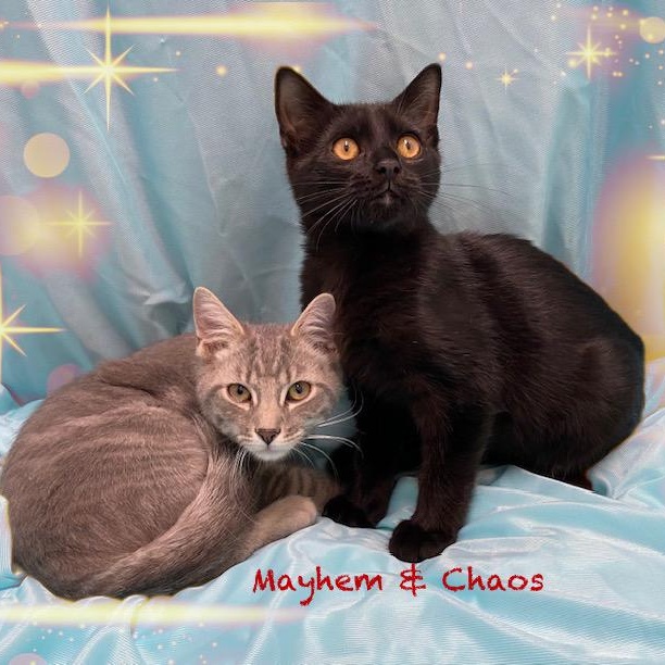 Mayhem & Chaos, ADOPTABLE, Kitten Male Domestic Short Hair.