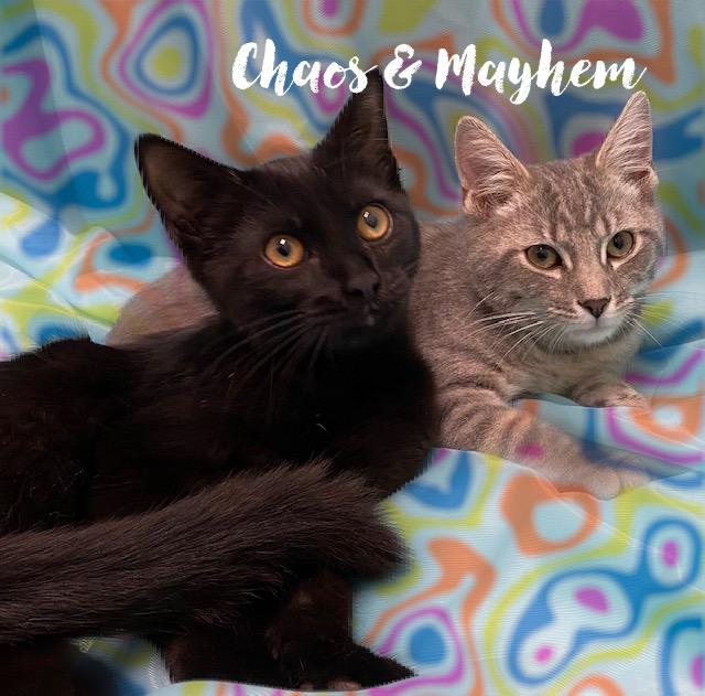 Enlarge Mayhem & Chaos, a ADOPTABLE Domestic Short Hair in Charlotte, NC image 4/4