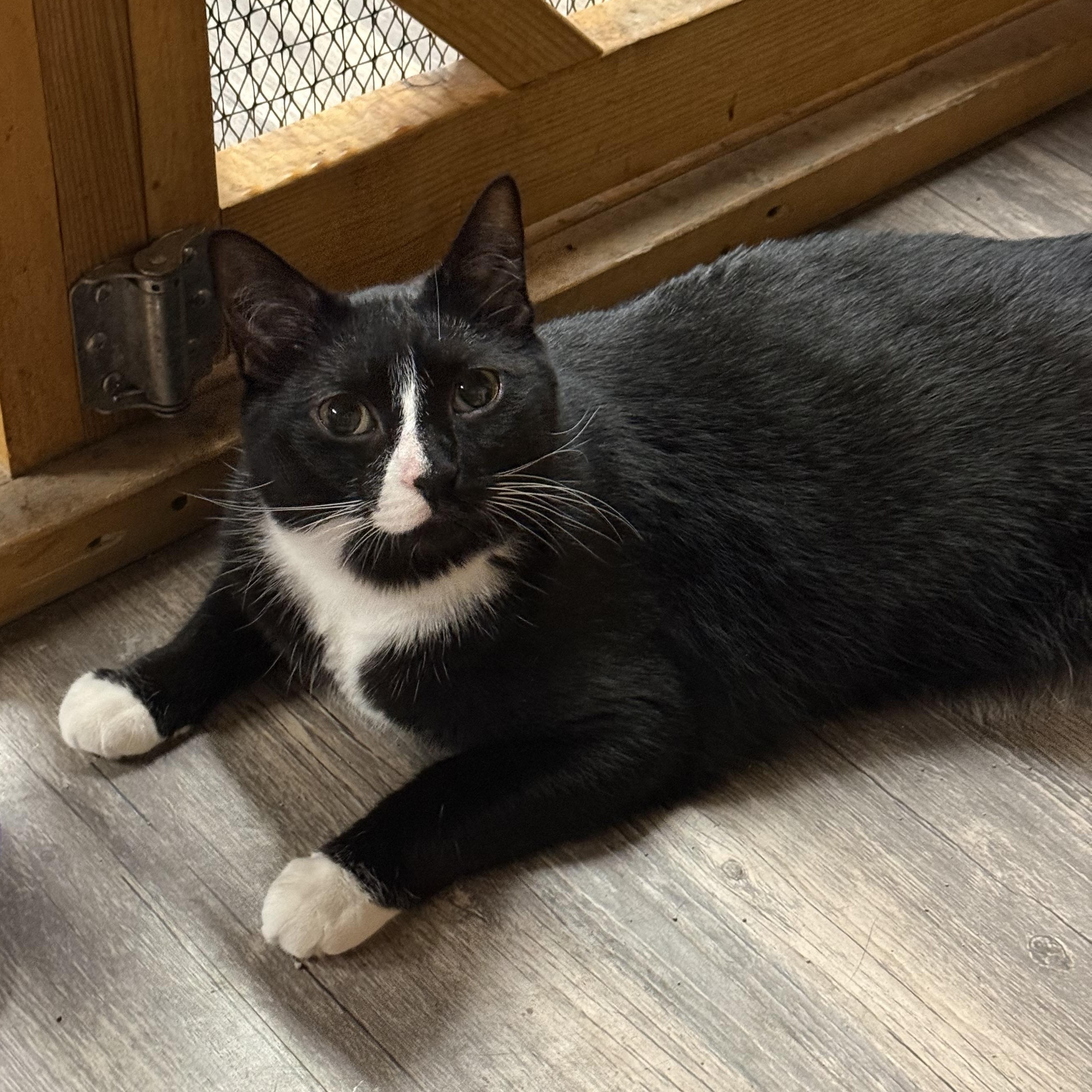 Remy, a Adoptable Tuxedo in East Amherst, NY image 1/6