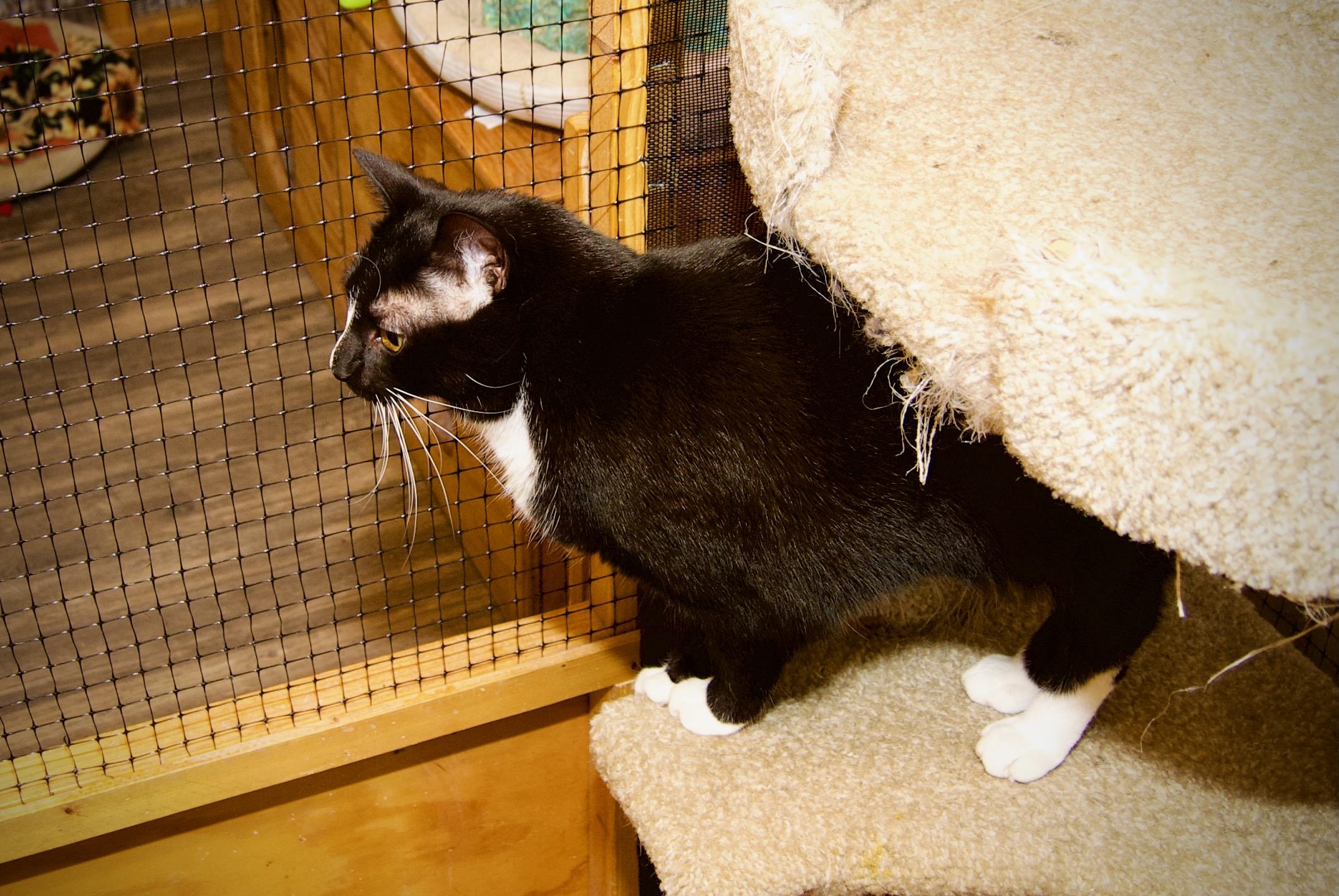 Remy, a Adoptable Tuxedo in East Amherst, NY image 2/6