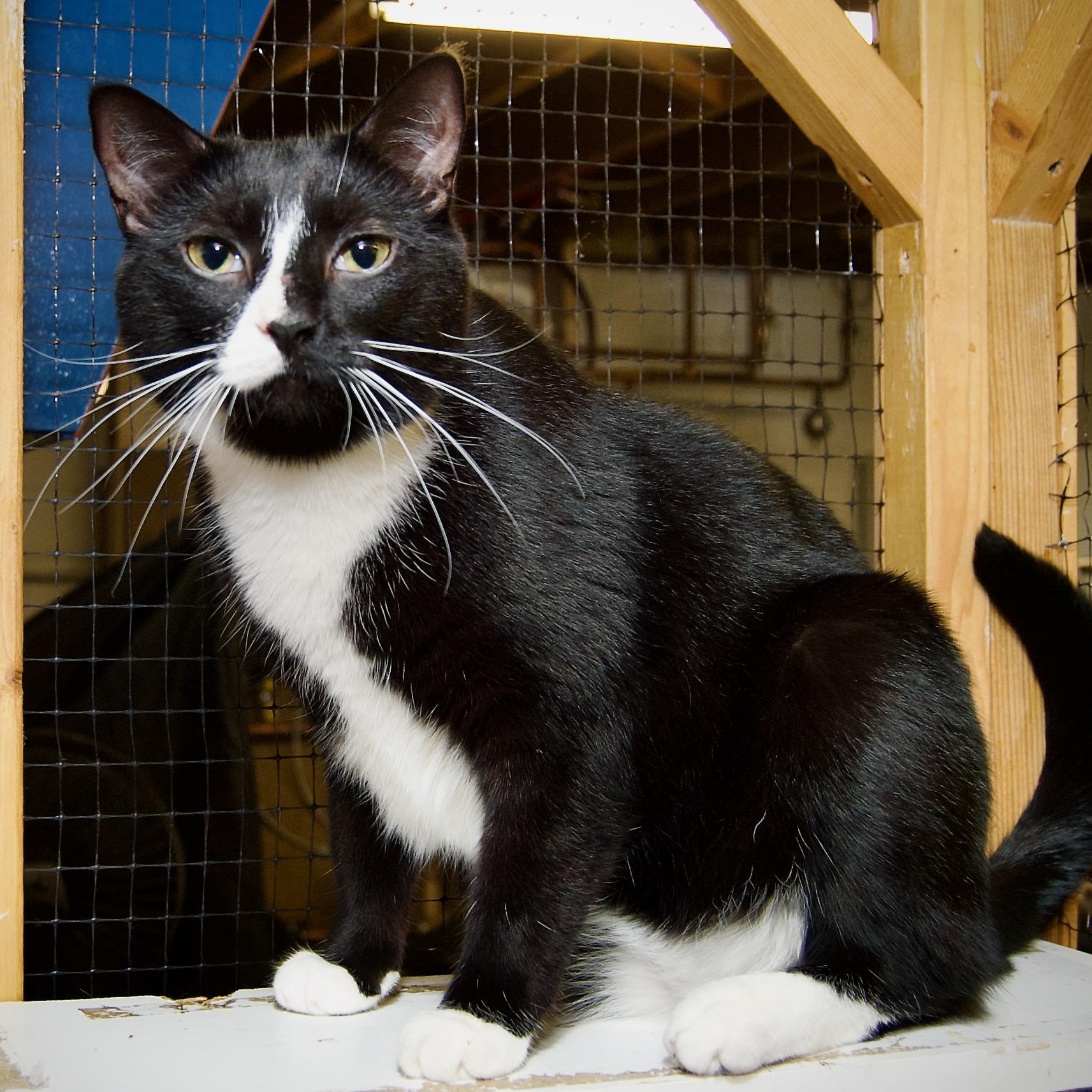 Remy, a Adoptable Tuxedo in East Amherst, NY image 3/6
