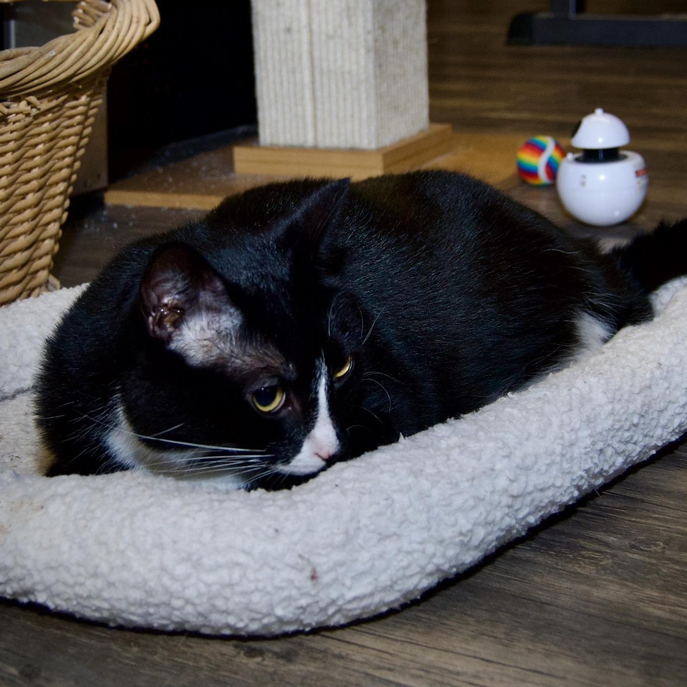 Remy, a Adoptable Tuxedo in East Amherst, NY image 4/6