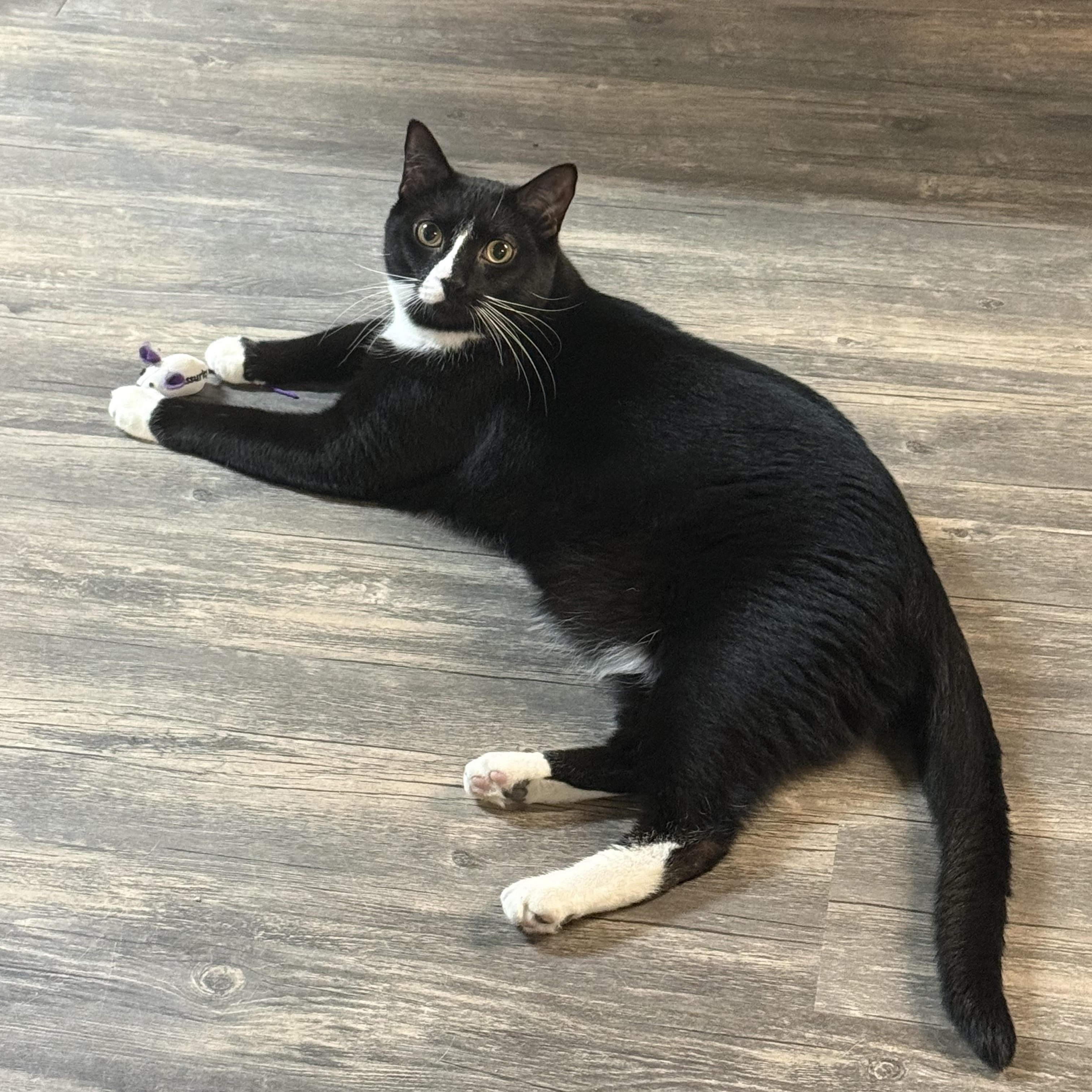 Remy, a Adoptable Tuxedo in East Amherst, NY image 5/6