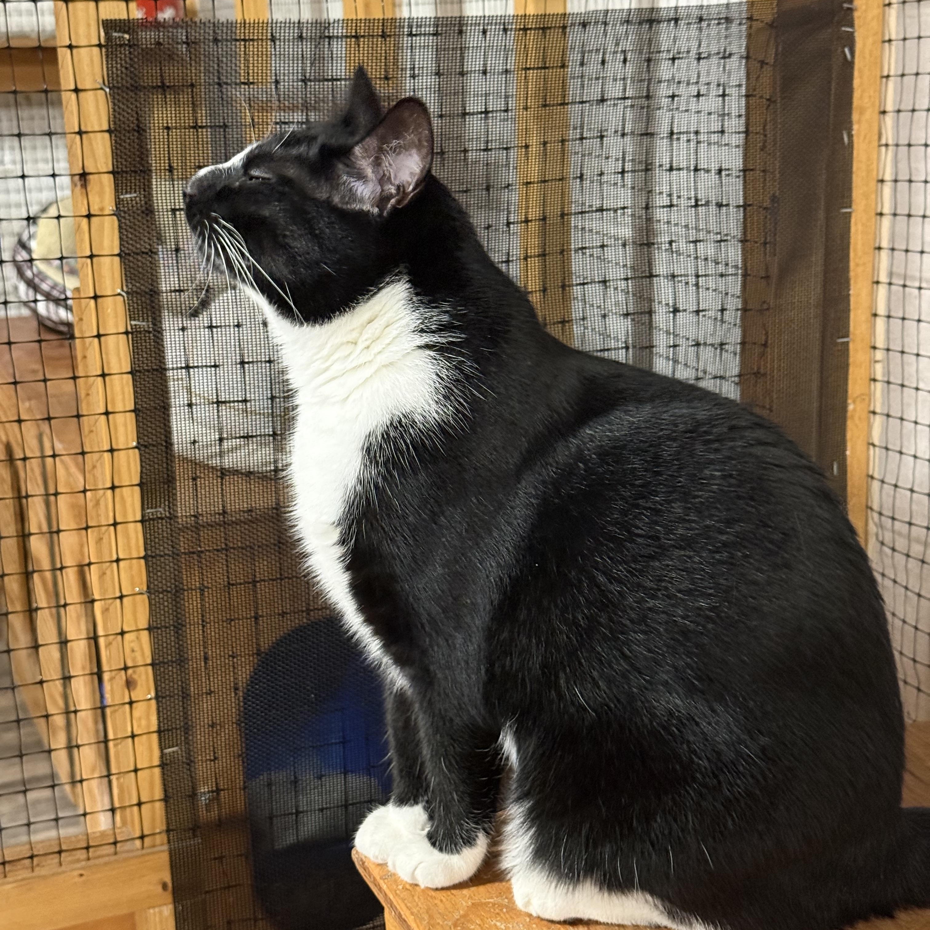Remy, a Adoptable Tuxedo in East Amherst, NY image 6/6
