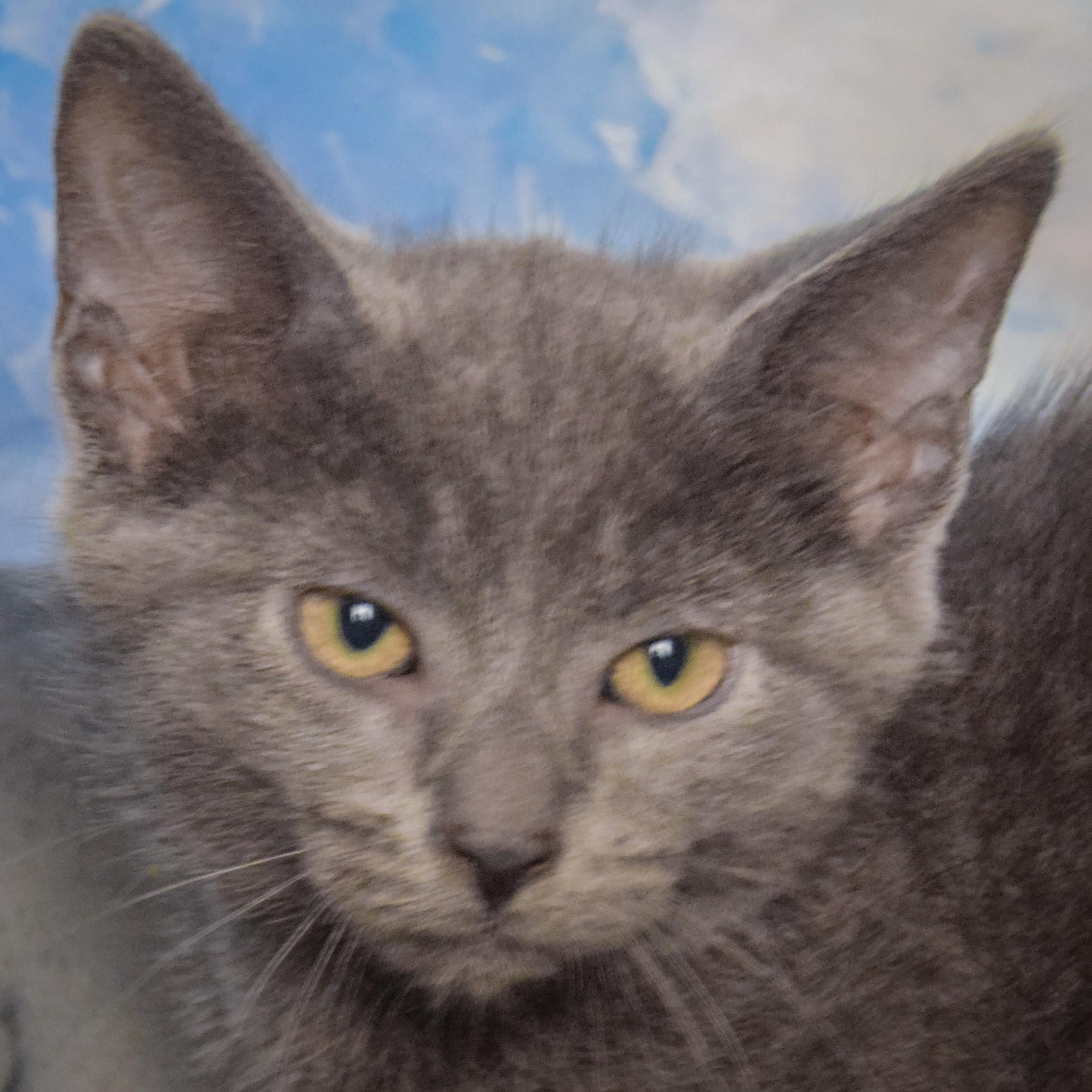 Enlarge Firecracker, a Adopted mixed breed in Huntley, IL image 4/4