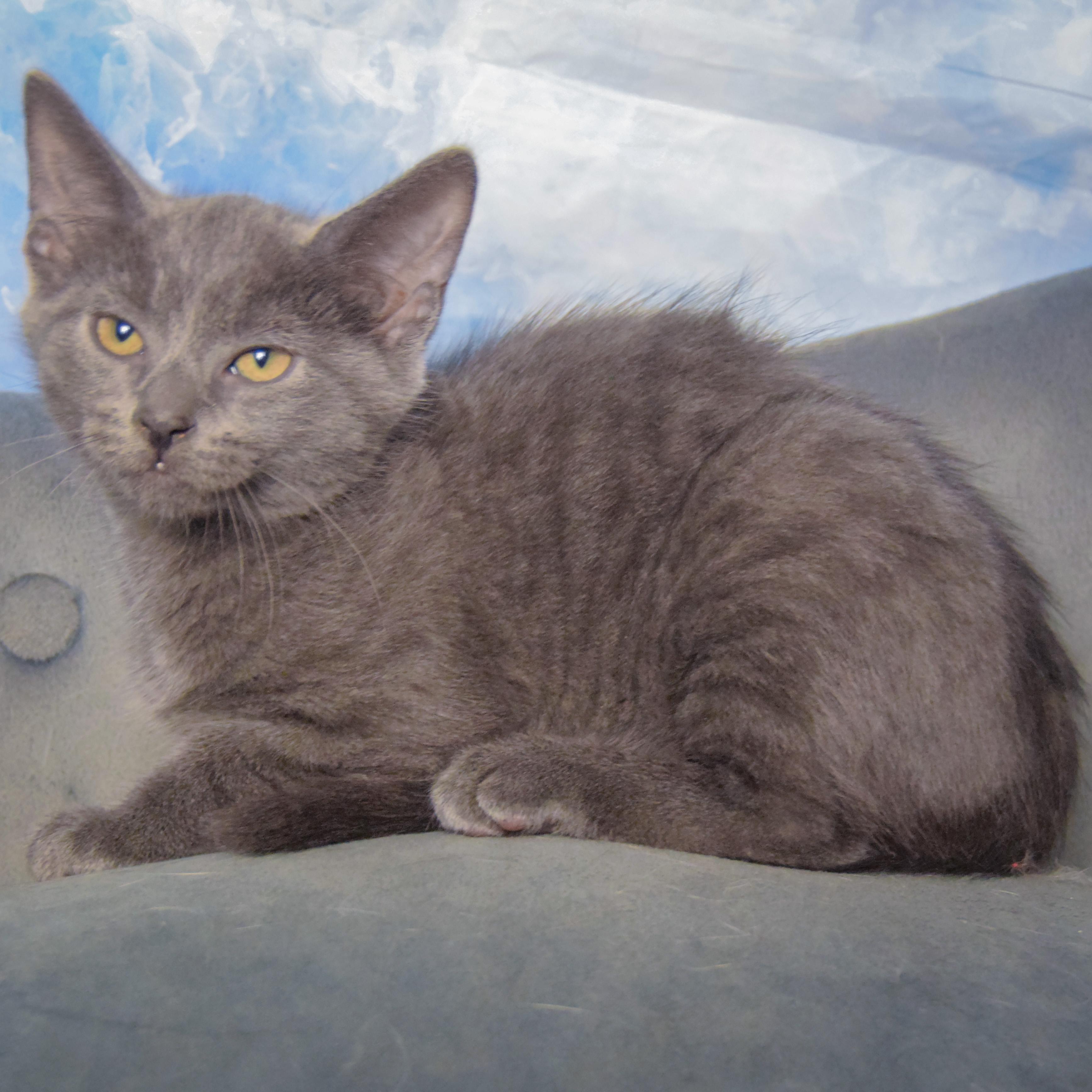 Enlarge Firecracker, a Adopted mixed breed in Huntley, IL image 2/4