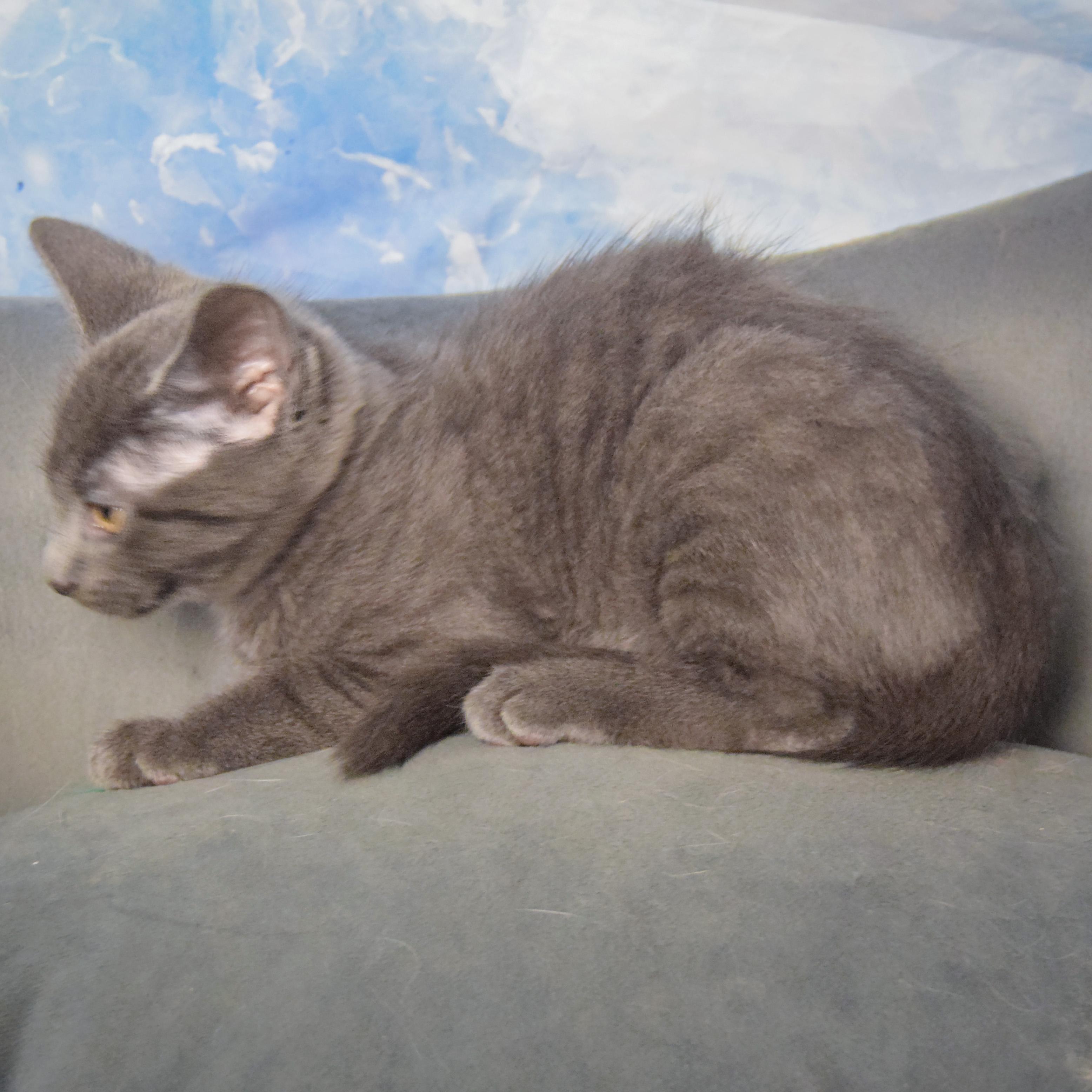 Enlarge Firecracker, a Adopted mixed breed in Huntley, IL image 3/4
