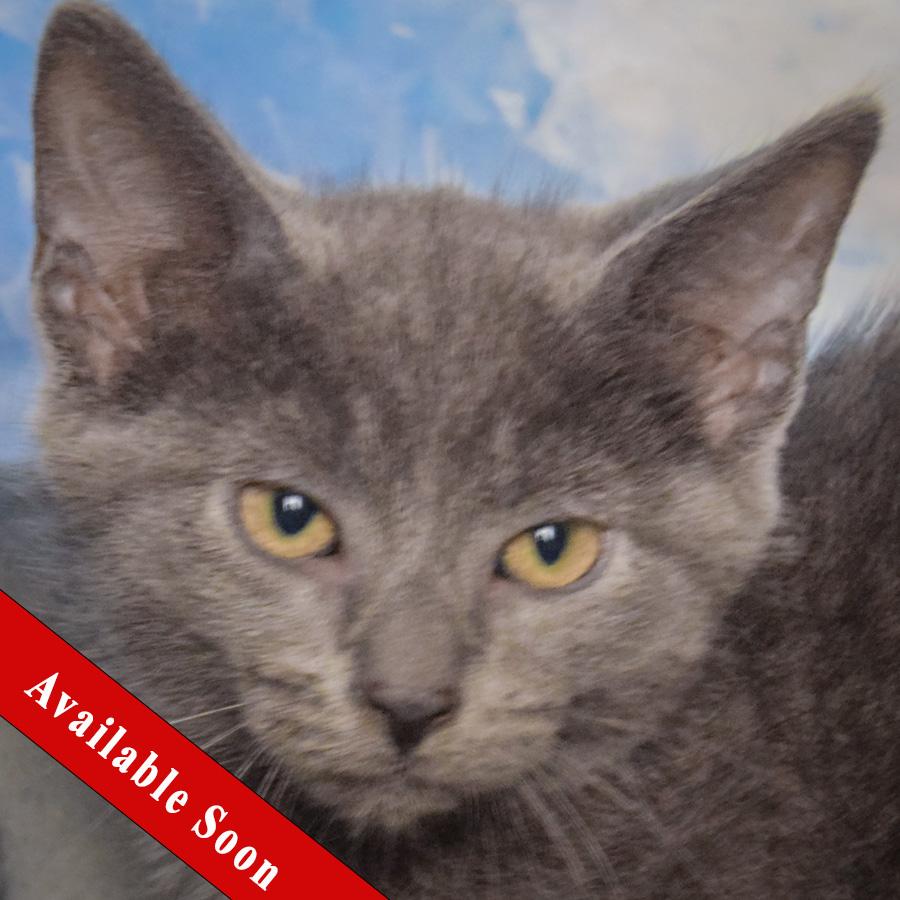 Firecracker, Adopted, Kitten Male Russian Blue & Domestic Short Hair.