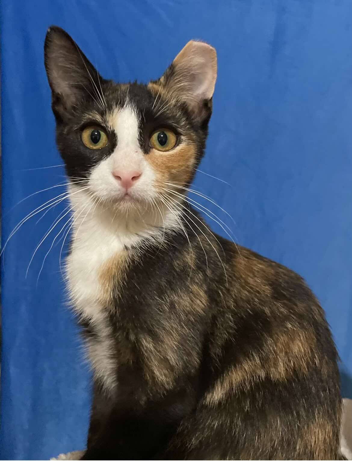 Daphni, a Adoptable Calico in Woodmere, NY image 1/3