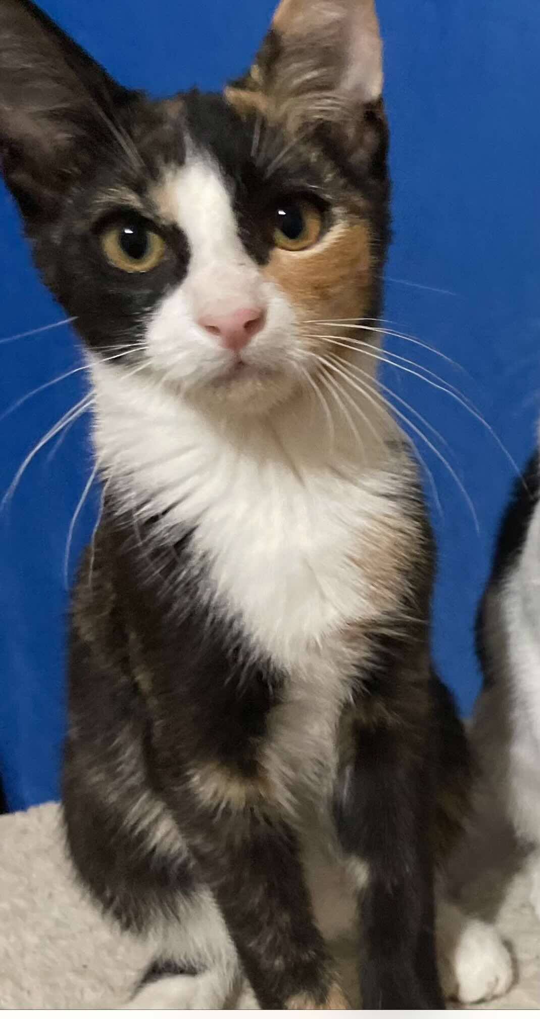 Daphni, a Adoptable Calico in Woodmere, NY image 2/3