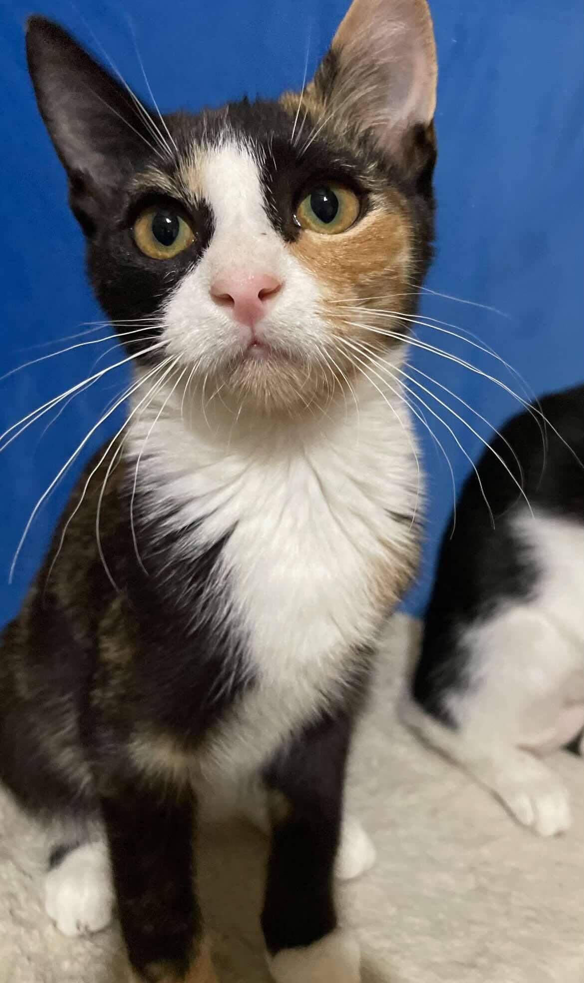 Daphni, a Adoptable Calico in Woodmere, NY image 3/3