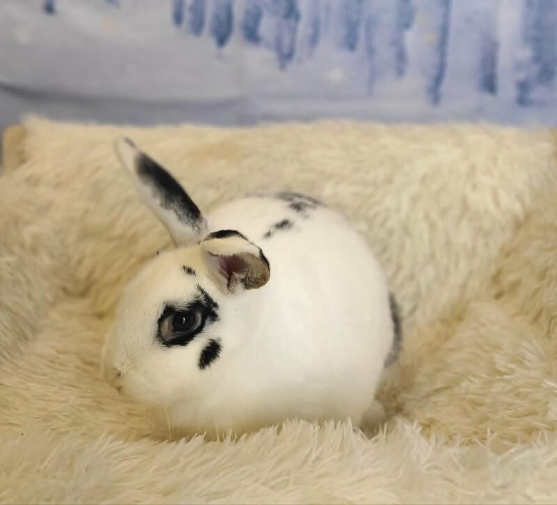 Miss John Deere, a Adoptable Mini Rex in Fruit Heights, UT image 1/3