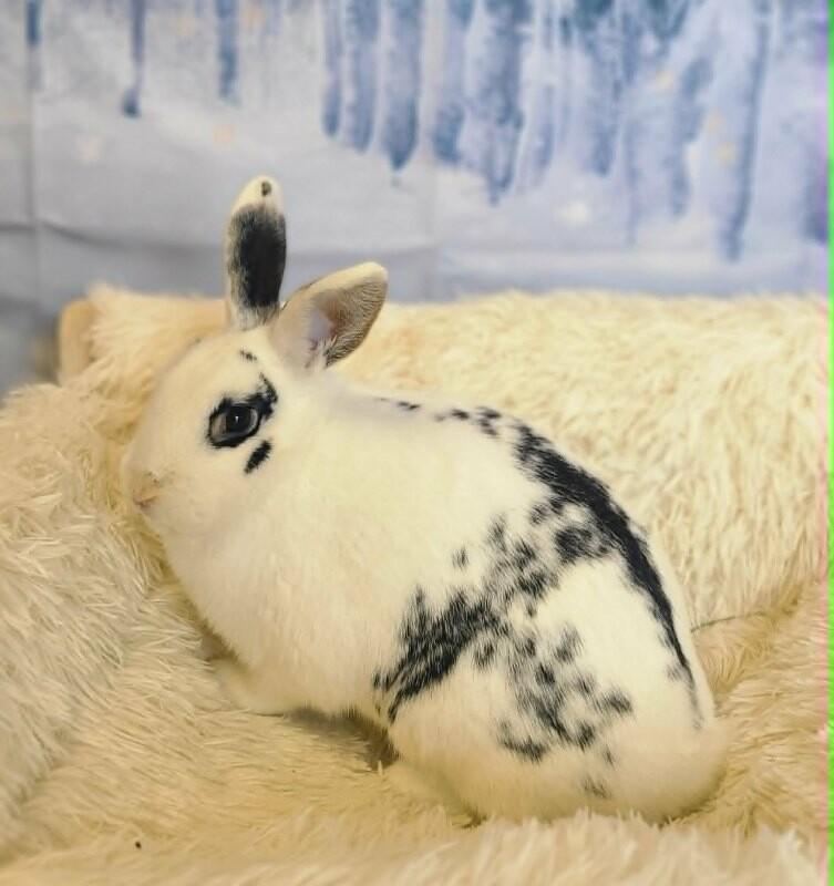 Miss John Deere, a Adoptable Mini Rex in Fruit Heights, UT image 2/3