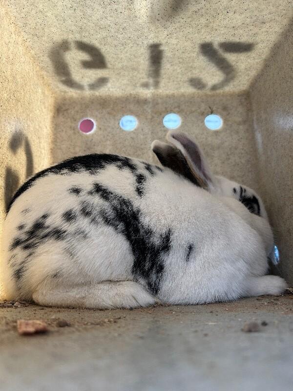 Miss John Deere, a Adoptable Mini Rex in Fruit Heights, UT image 3/3