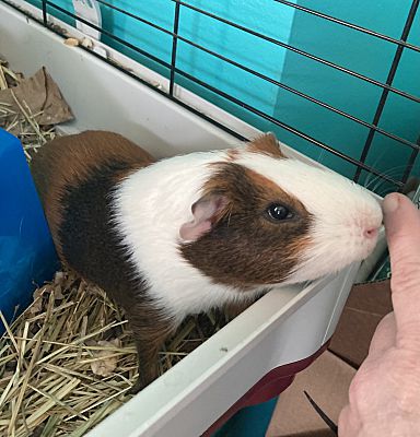 Enlarge Lionel, a Adoptable Guinea Pig in Claymont, DE image 1/1