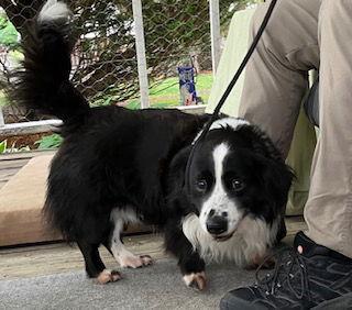 Oreo, Adoptable, Adult Male Corgi & Border Collie.