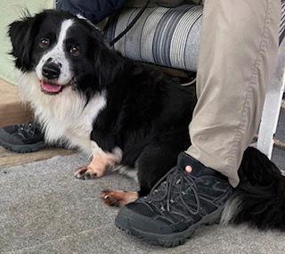 Oreo, a Adoptable mixed breed in Wilmington, DE image 2/3