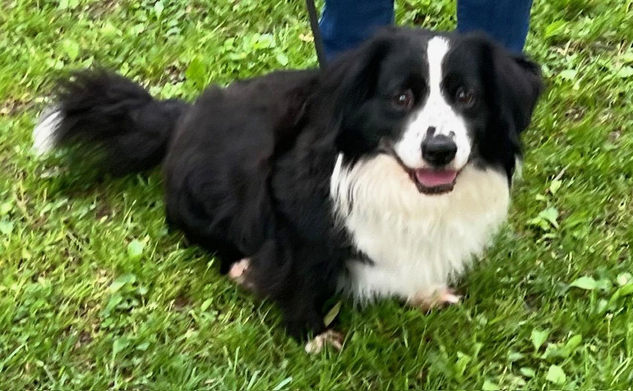 Oreo, a Adoptable mixed breed in Wilmington, DE image 3/3