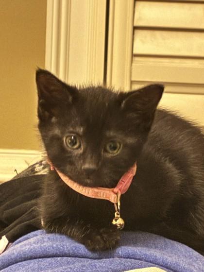 Sparrow, Adoptable, Kitten Female Domestic Short Hair & Domestic Short Hair.