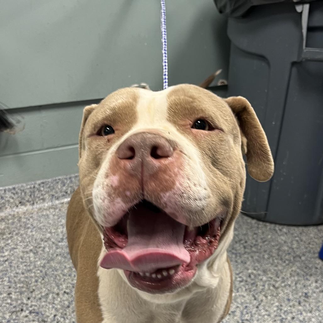 Arcadia, Adoptable, Adult Female American Staffordshire Terrier.