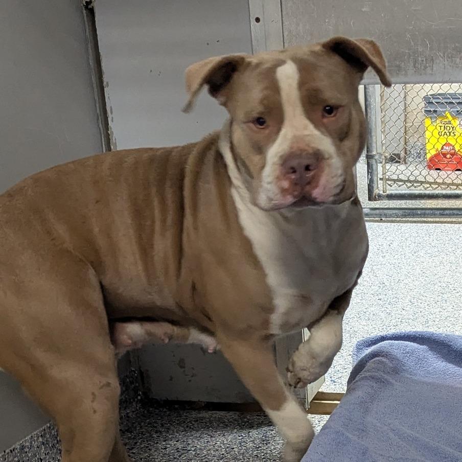 Enlarge Arcadia, a Adoptable mixed breed in Greenville, SC image 3/3