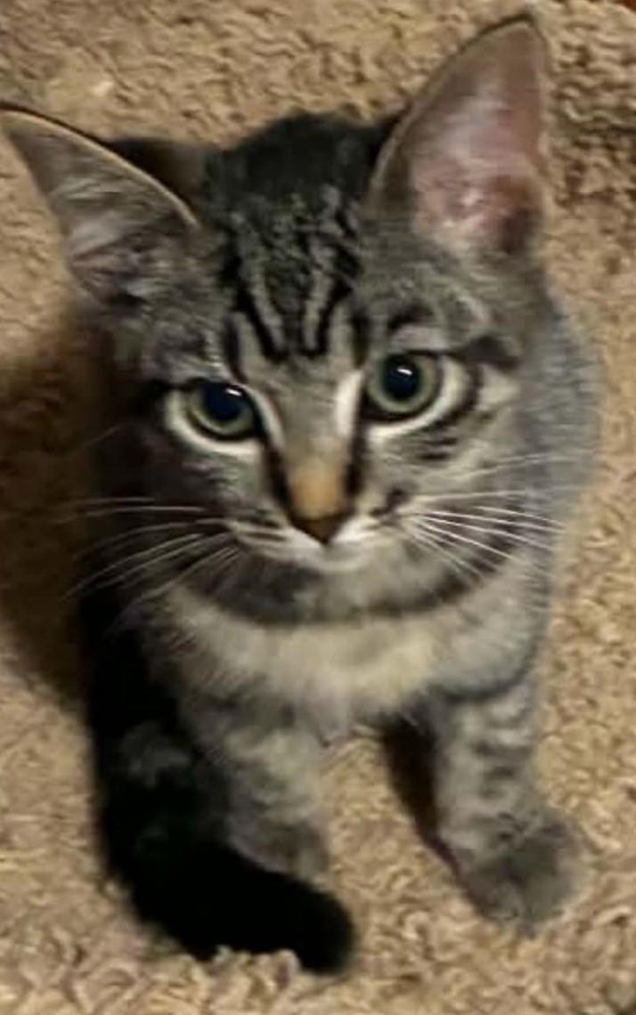 Enlarge Chessie, a Adoptable Tabby in Beckley, WV image 2/3