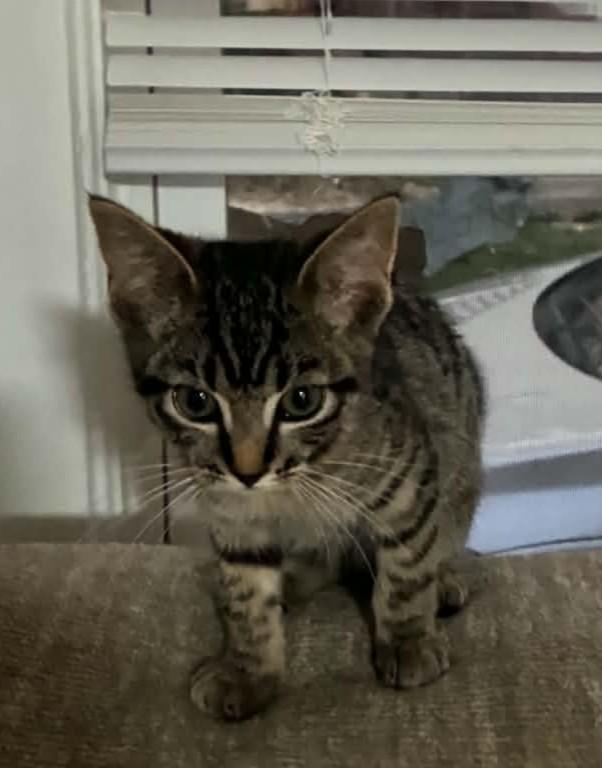Enlarge Chessie, a Adoptable Tabby in Beckley, WV image 3/3