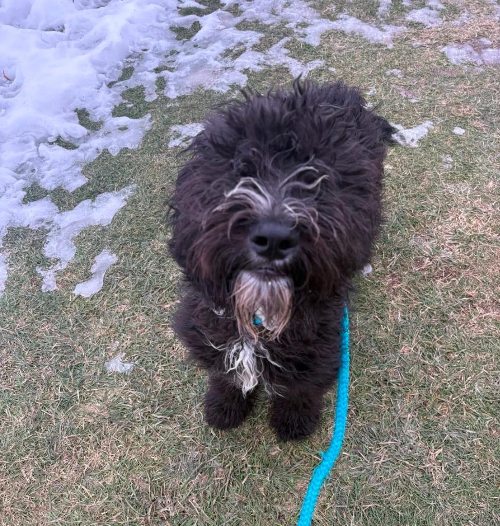 Bentley, Adoptable, Young Male Poodle & Sheep Dog.
