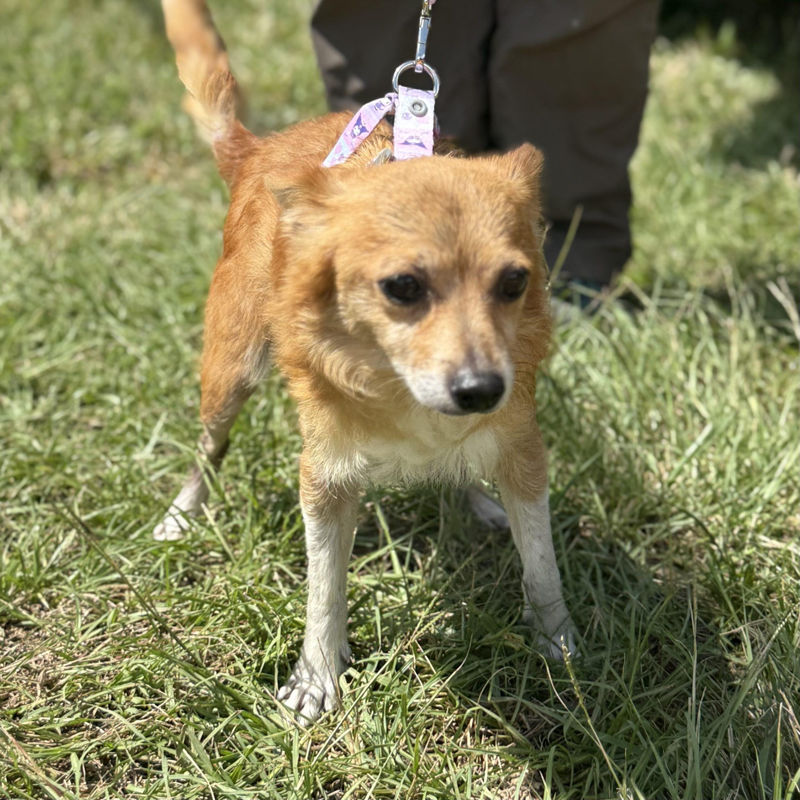 Casey, Adoptable, Senior Female Chihuahua.