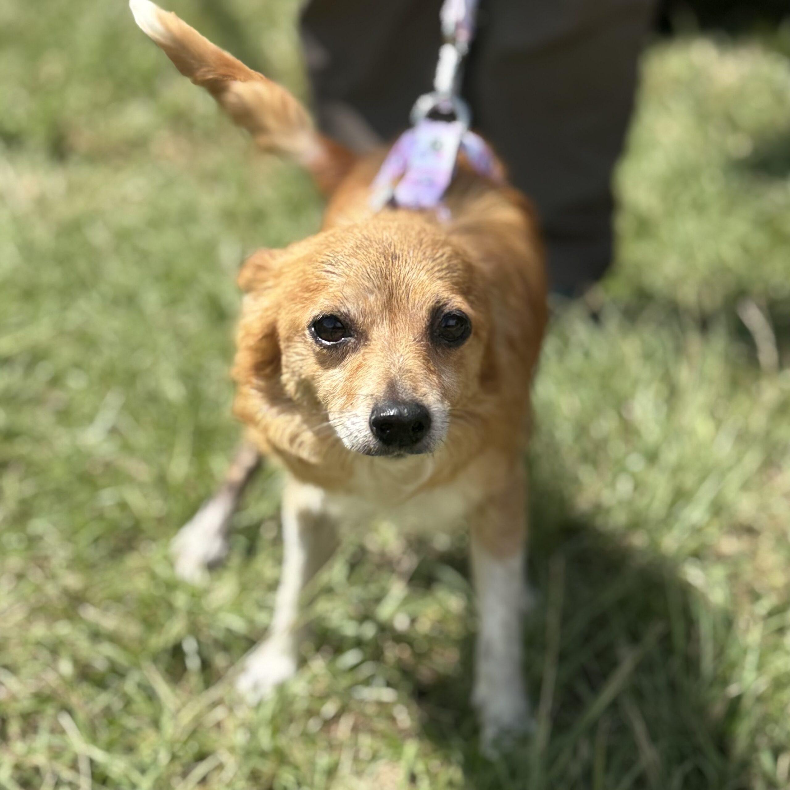 Enlarge Casey, a Adoptable mixed breed in Columbia, SC image 2/6