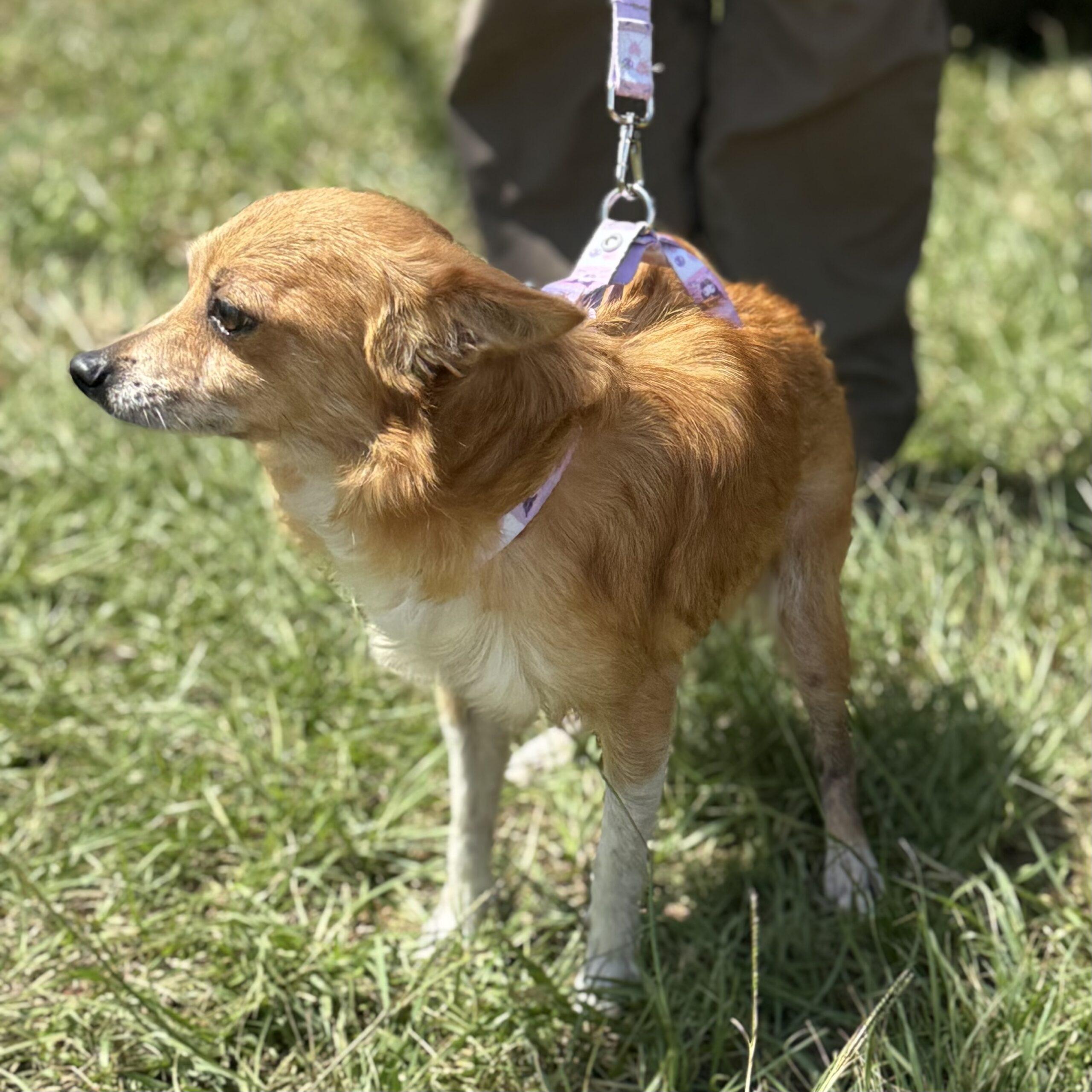 Enlarge Casey, a Adoptable mixed breed in Columbia, SC image 4/6