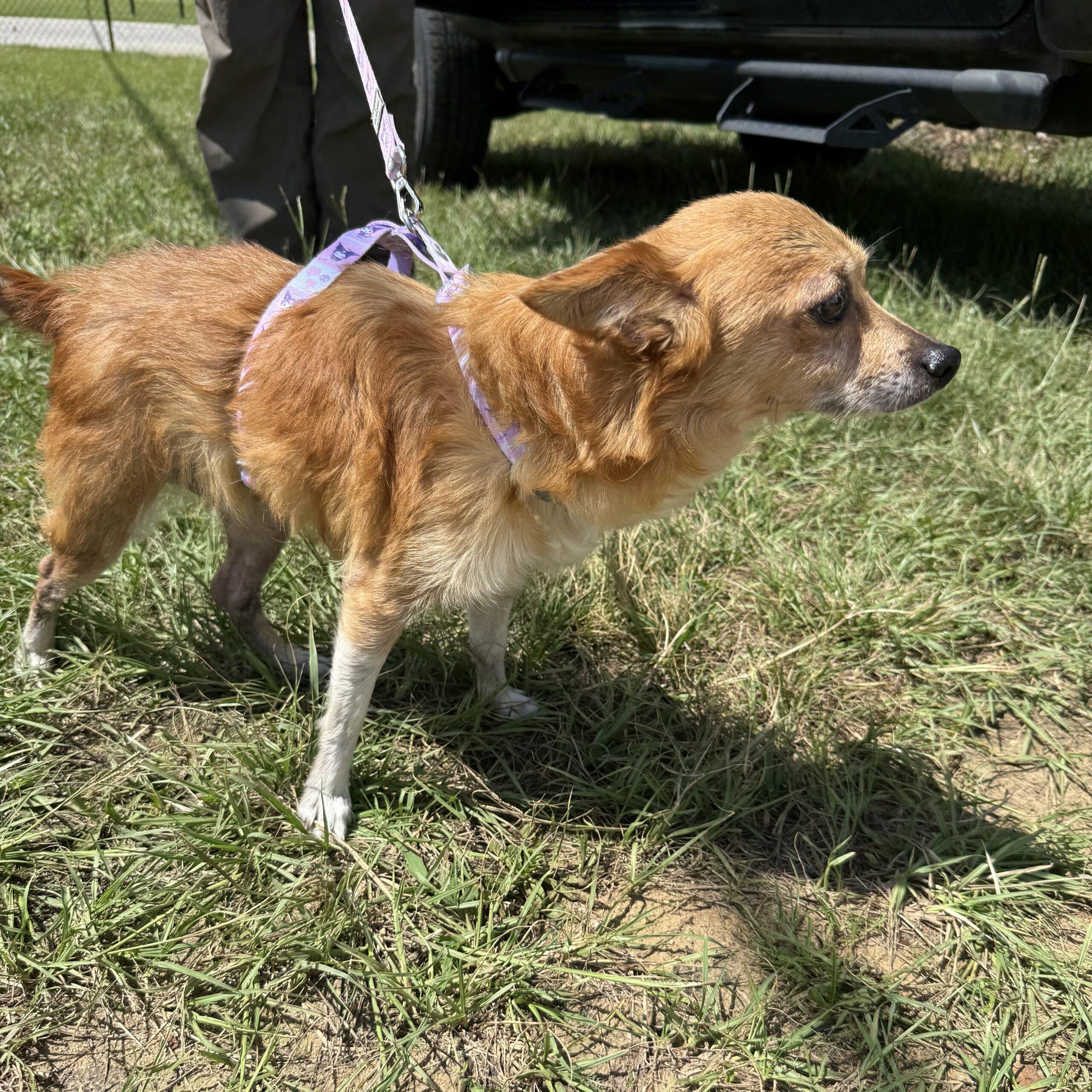 Enlarge Casey, a Adoptable mixed breed in Columbia, SC image 5/6