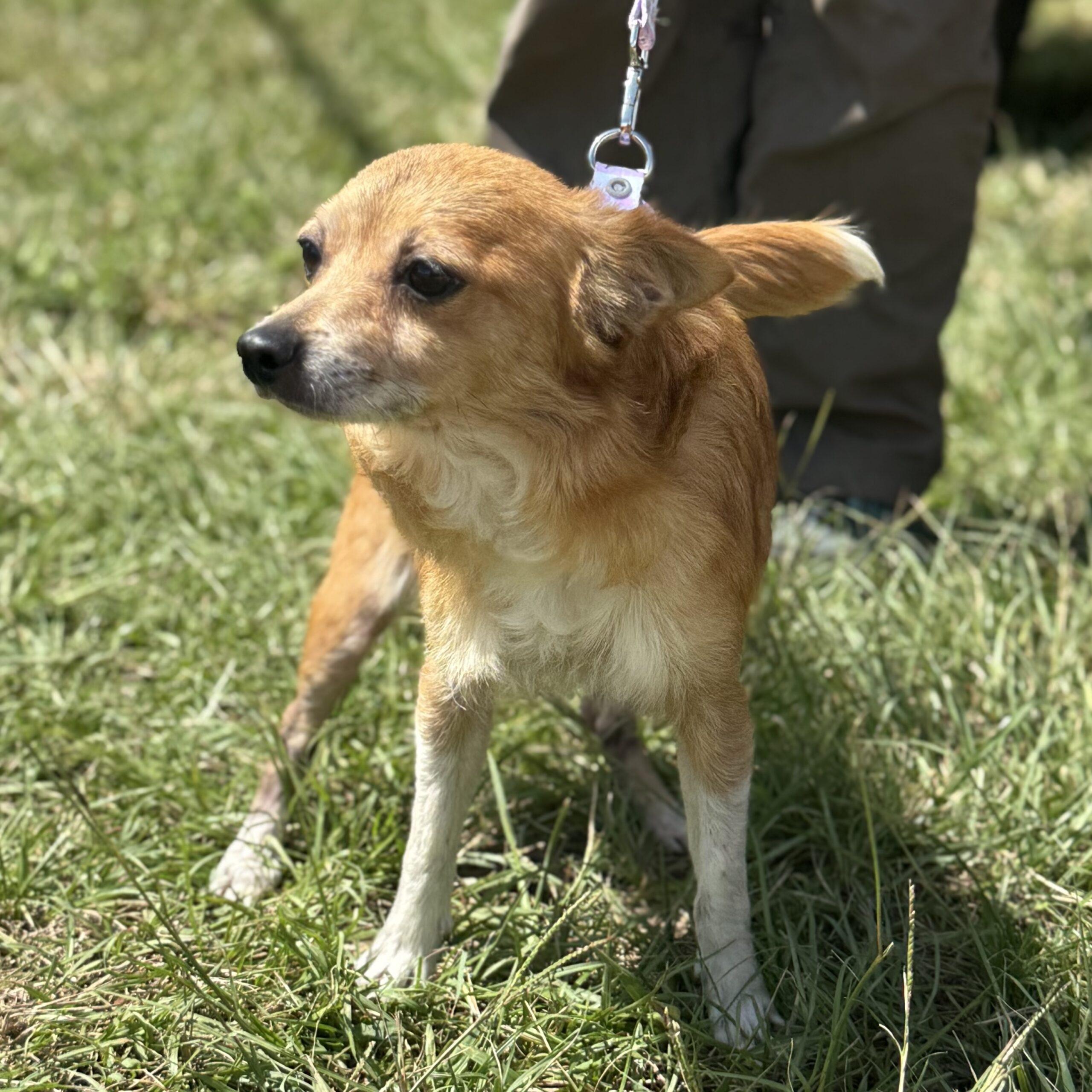 Enlarge Casey, a Adoptable mixed breed in Columbia, SC image 6/6