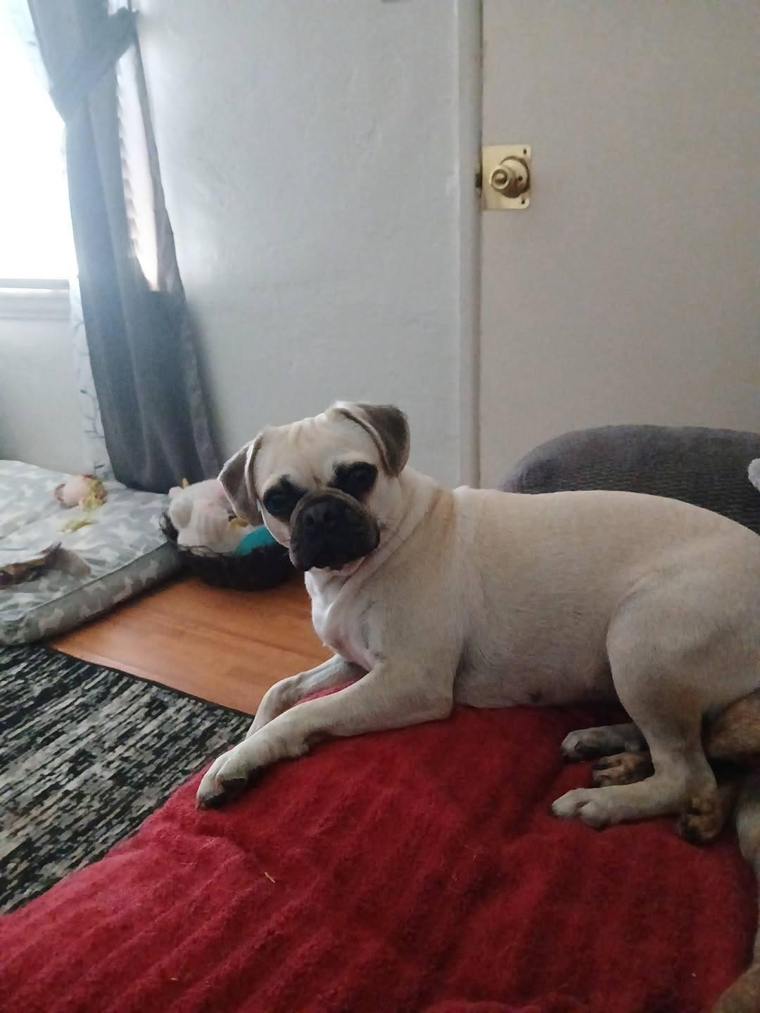Precious, adopted, Adult Female Pug.