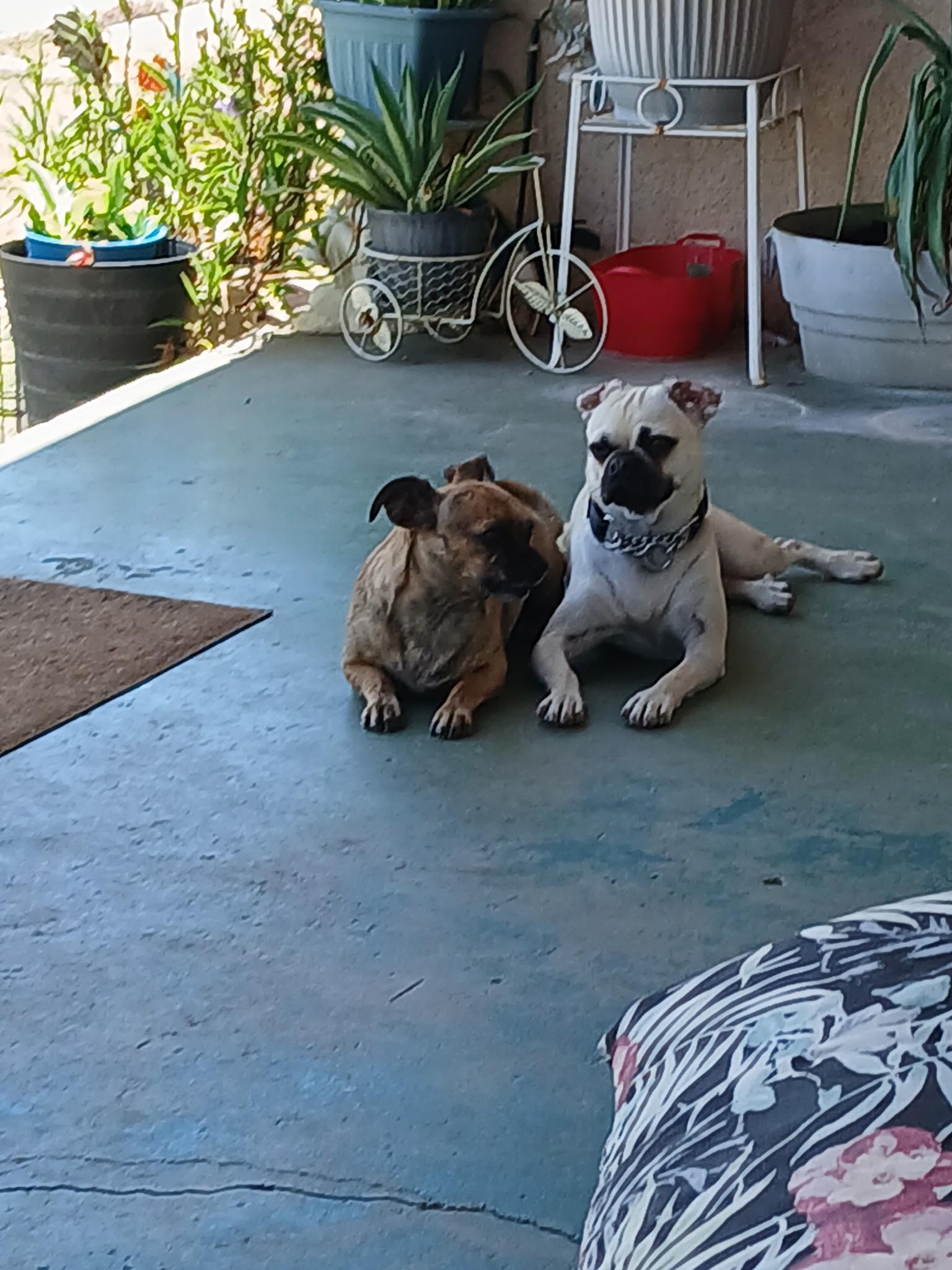 Precious, an adopted Pug in Yuma, AZ image 3/4