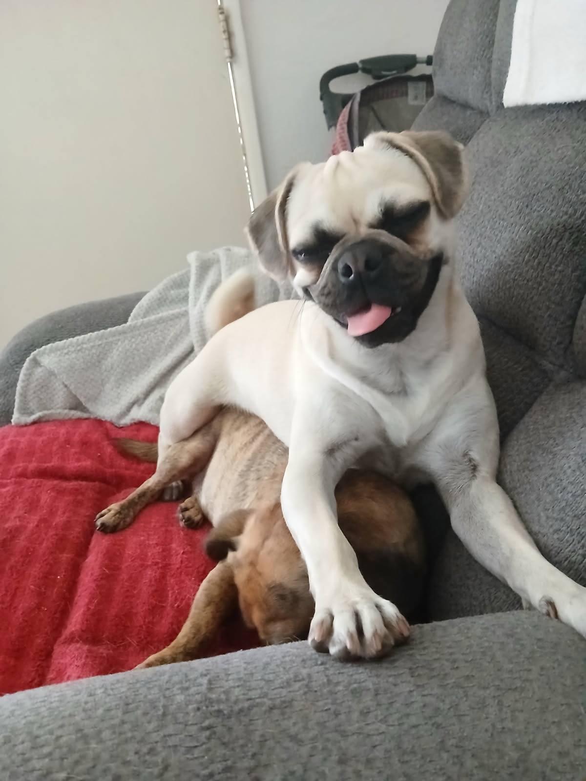 Precious, an adopted Pug in Yuma, AZ image 4/4