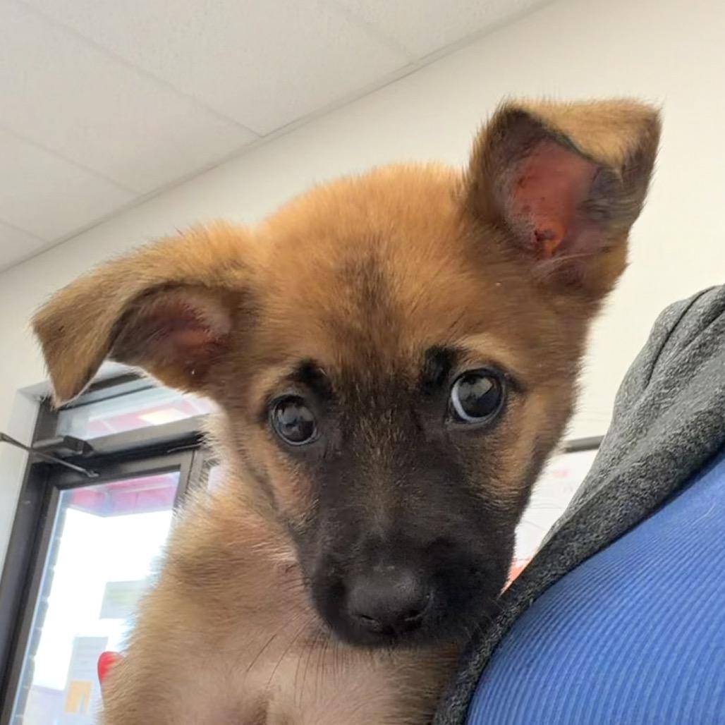 Enlarge Aayla, a Adoptable Shepherd in Saint John, IN image 1/5