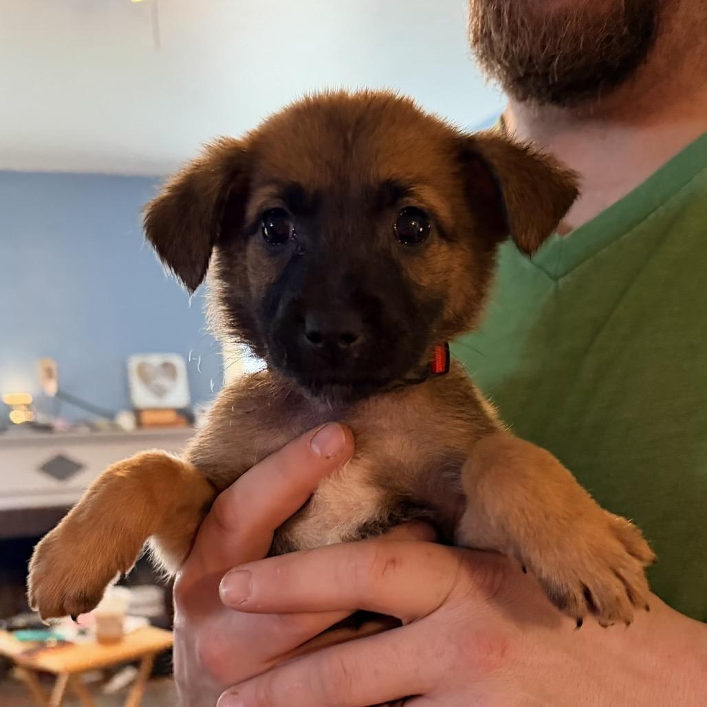 Enlarge Aayla, a Adoptable Shepherd in Saint John, IN image 2/5